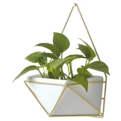 Succulent Wall Geometric Hanging White/Gold - Project 62™ 8 Succulent Wall Geometric Hanging White/Gold - Project 62™ -Project 62 GUEST 2836534e daff 4fb8 8ad7 0f482e939ebb